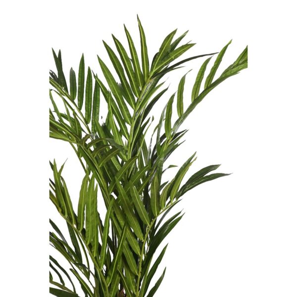 PALMERA KENTIA EN MACETA 170CM - Imagen 2
