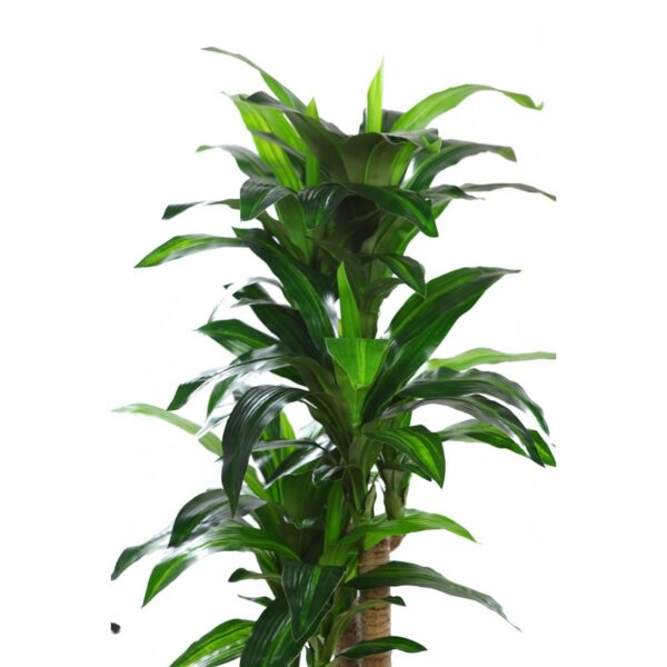 PLANTA DRACENA ARTIFICIAL 140CM - Imagen 2