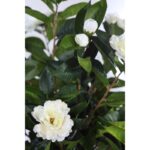 CAMELIA CON FLOR ARTIFICIAL EN MACETA 150CM - Imagen 3