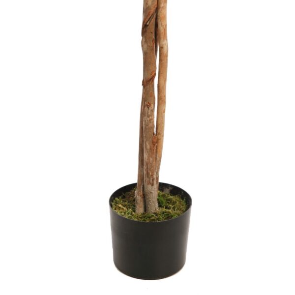 ARBOL FICUS COPA ANCHA CON MACETA 160CM - Imagen 3