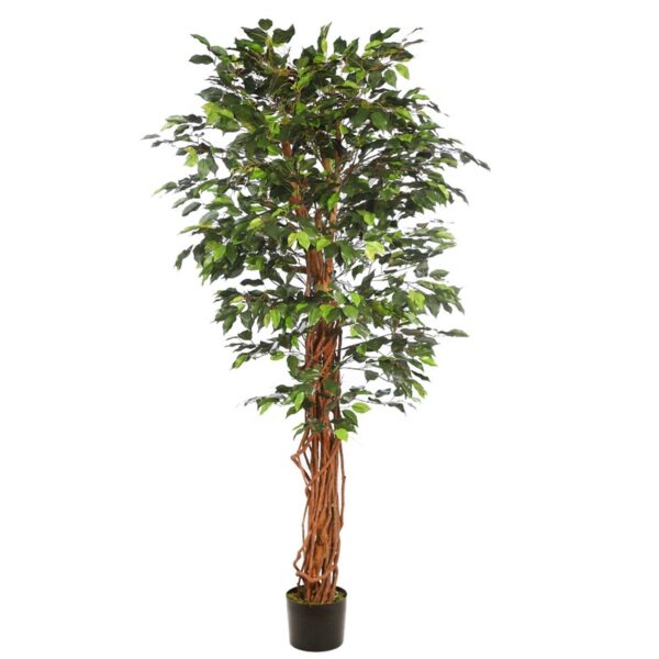B196TF_0 FICUS ANCHO CON MACETA 180CM - Imagen 1