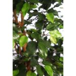 FICUS ANCHO CON MACETA 180CM - Imagen 4