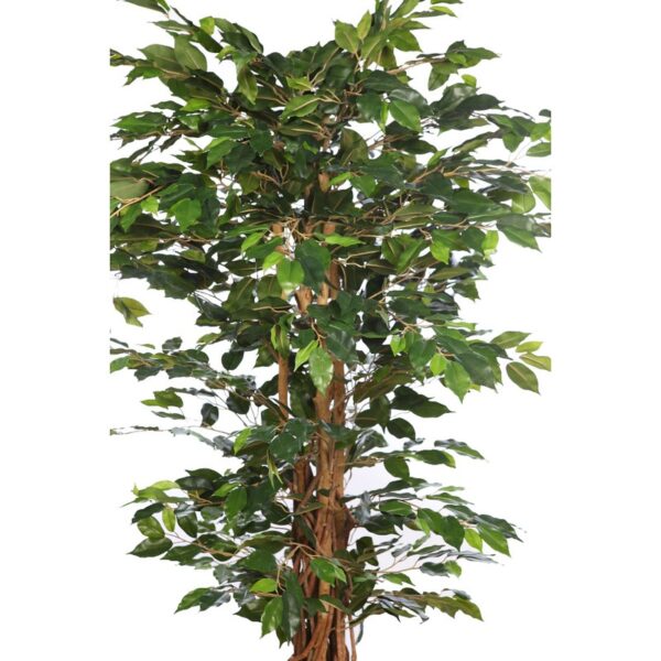 ARBOL FICUS CON MACETA 190CM - Imagen 2