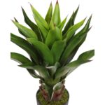 AGAVE EN MACETA 100CM - Imagen 2