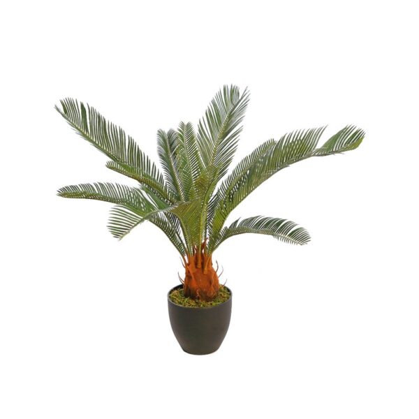 CYCAS CON MACETA 65CM - Imagen 1