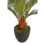 CYCAS CON MACETA 65CM - Imagen 3