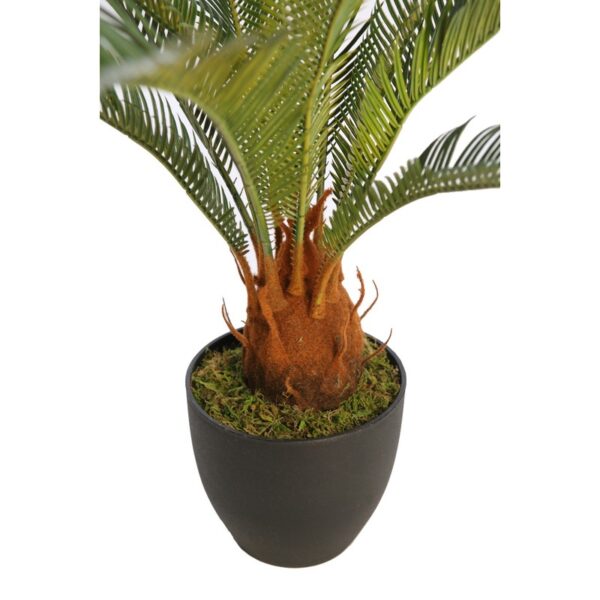 CYCAS CON MACETA 65CM - Imagen 3
