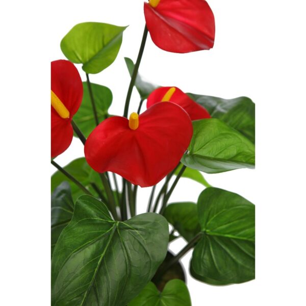 PLANTA ANTHURIUM EN MACETA 60CM - Imagen 2