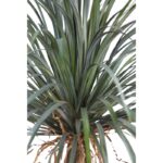 YUCCA ARTIFICIAL 200CM - Imagen 3