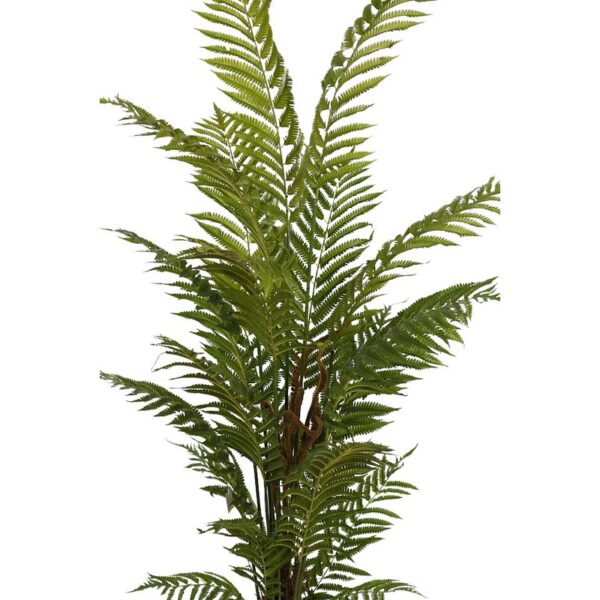 HELECHO ARBOREO CON MACETA, 150 CM - Imagen 2