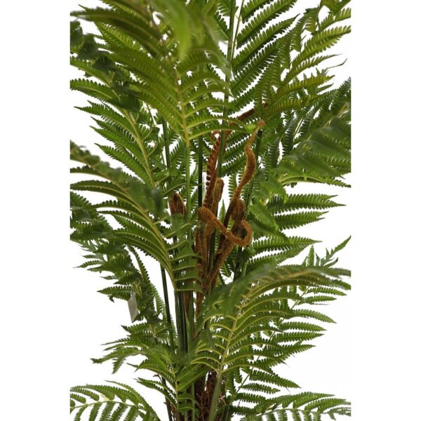 HELECHO ARBOREO CON MACETA, 150 CM - Imagen 3