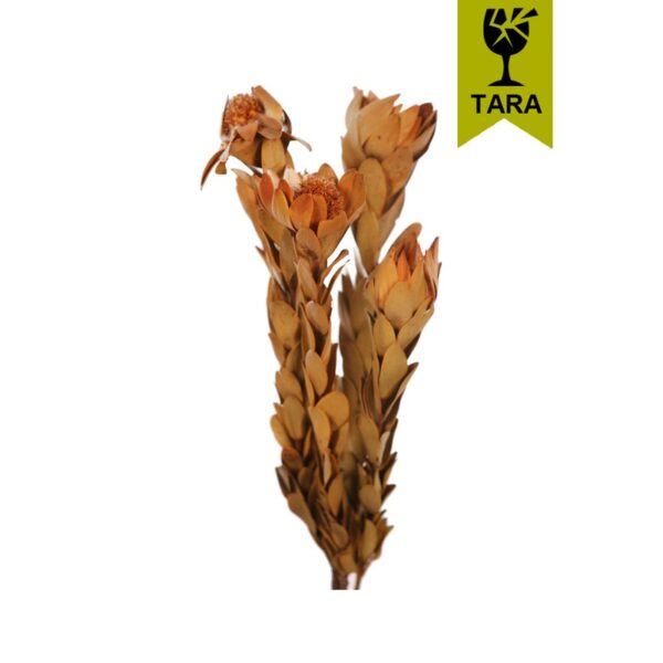 F232S1L_0 POMO NERVOSUM LARGE - Imagen 1