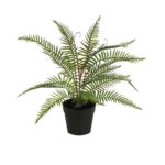 MATA HELECHO EN MACETA 40CM