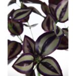 PLANTA TRADESCANTIA ARTIFICIAL 28CM - Imagen 2