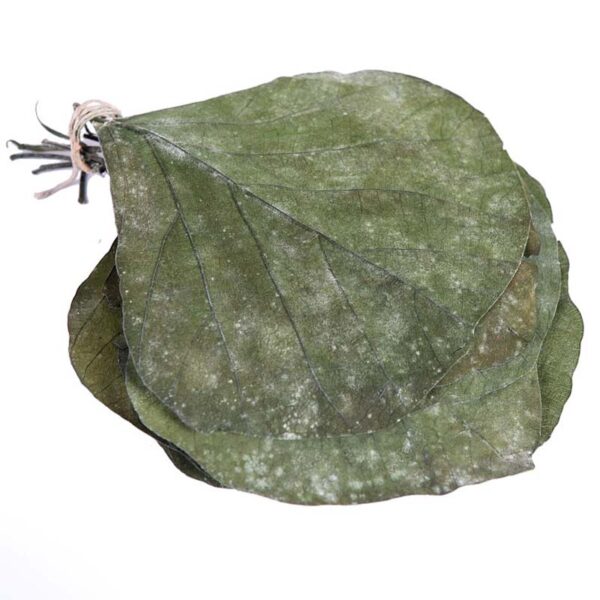 HOJAS COBRA BOLSA 25UD 19CM S216-1 HOJAS COBRA BOLSA 25UD 19CM - Imagen 1