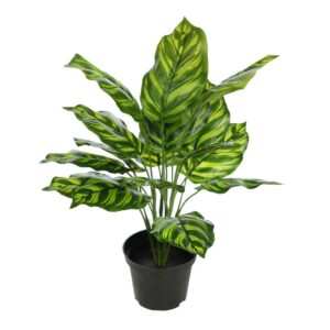 PLANTA CON MACETA CALATHEA 40CM
