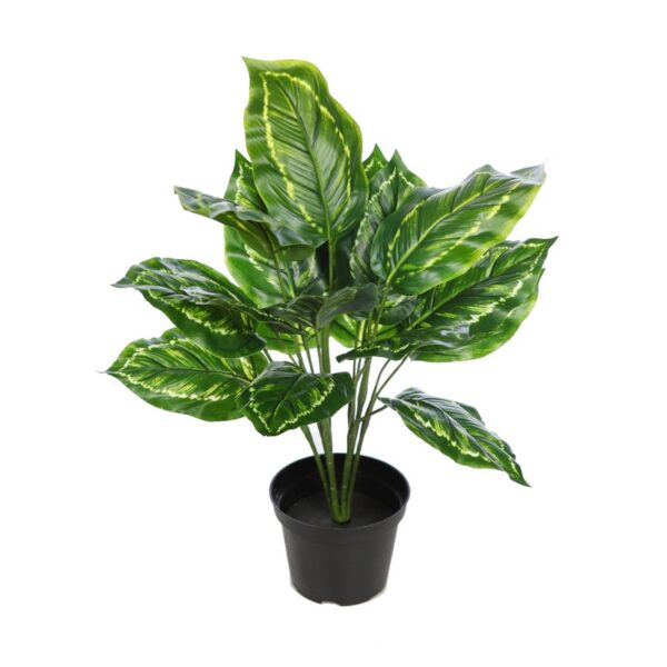 KBM014M_0 MARANTA VERDE CON MACETA 45CM - Imagen 1