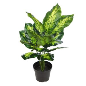 PLANTA CON MACETA DIEFFENBACHIA 40CM