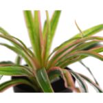 PLANTA EN MACETA YUCA 22CM - Imagen 2