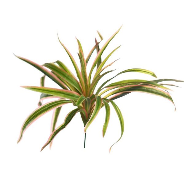 KBM030_0 PLANTA YUCA 24CM - Imagen 1