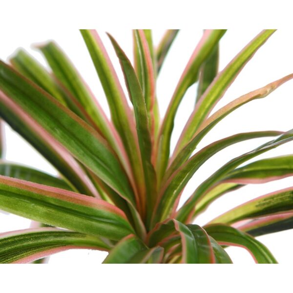 PLANTA YUCA 24CM - Imagen 2