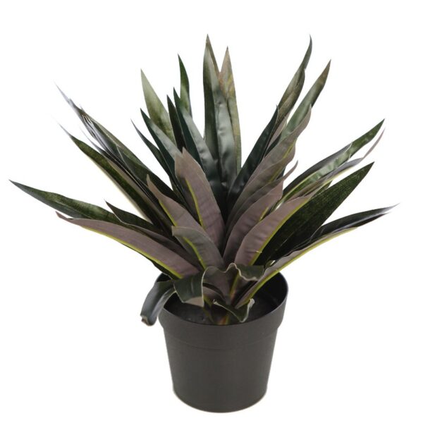 KBM037M_0 PLANTA DRACENA P. EN MACETA 26CM - Imagen 1