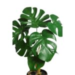 MONSTERA  43CM - Imagen 2