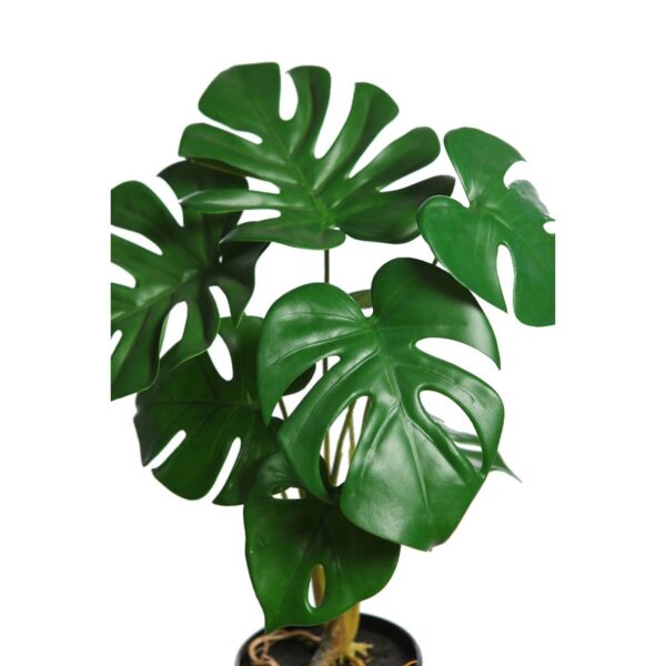 MONSTERA  43CM - Imagen 2