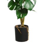 MONSTERA  43CM - Imagen 3