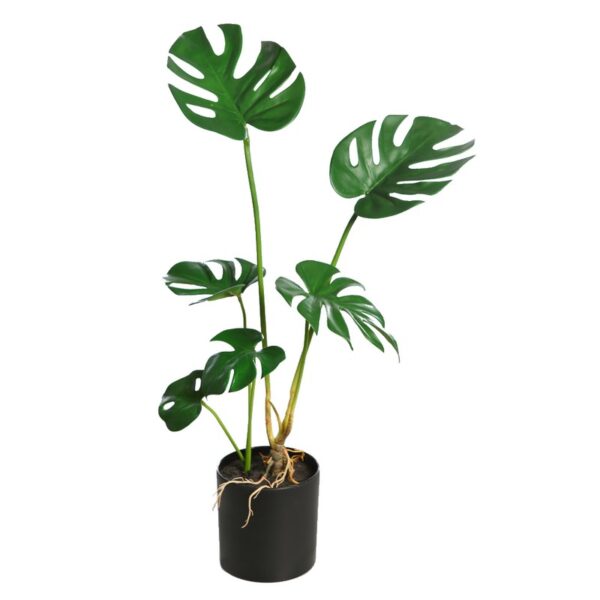 KD6802-70-15_0 MONSTERA 70CM - Imagen 1