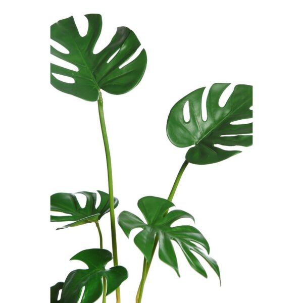 MONSTERA  70CM - Imagen 2