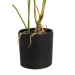 MONSTERA  70CM - Imagen 3