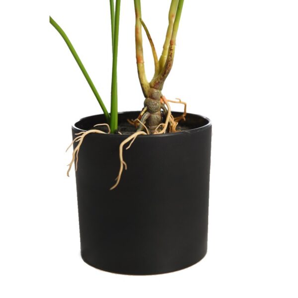 MONSTERA  70CM - Imagen 3