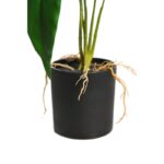 SPATIFILIUM 50CM - Imagen 3