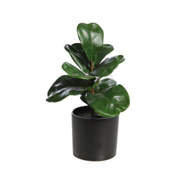 FICUS LYRATA 27CM - Imagen 1
