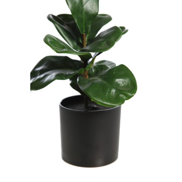 FICUS LYRATA 27CM - Imagen 2
