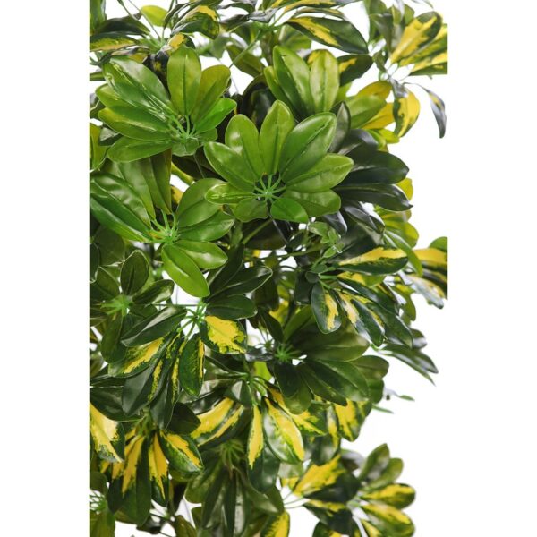 PLANTA CHEFLERA TRONCO CON MACETA 120CM - Imagen 2