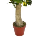 PLANTA CHEFLERA TRONCO CON MACETA 120CM - Imagen 3