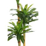DRACENA ARTIFICIAL EN MACETA 170CM ANCHO 80CM - Imagen 2
