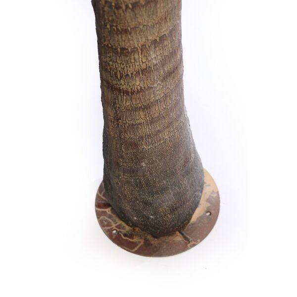 PALMERA COCOTERO ARTIFICIAL 280CM - Imagen 4