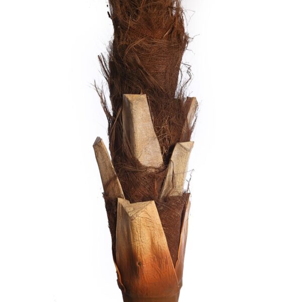 PALMERA COCOTERO ARTIFICIAL 280CM - Imagen 5