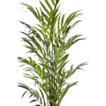 PALMERA KENTIA ARTIFICIAL 210CM - Imagen 2