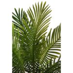 PALMERA ARECA 95CM - Imagen 2