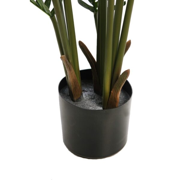 PALMERA ARECA 95CM - Imagen 3