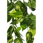 POTHO COLGANTE 80CM - Imagen 2