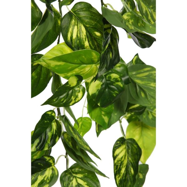 POTHO COLGANTE 80CM - Imagen 2