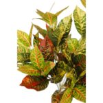 PLANTA CROTON 34 CM - Imagen 2