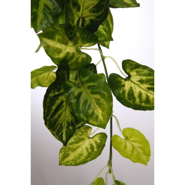 PLANTA SINGONIO COLGANTE 50CM - Imagen 2