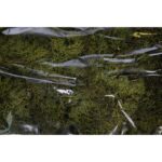 CAJA DE MUSGO FINLANDES PRESERVADO 400GR