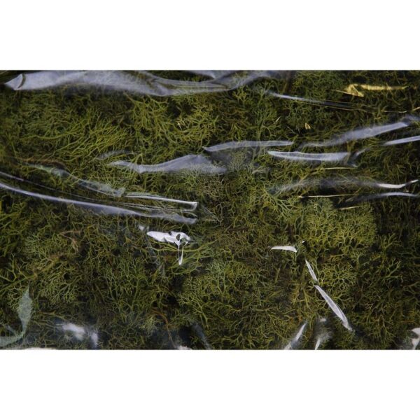 CAJA DE MUSGO FINLANDES PRESERVADO 400GR - Imagen 1